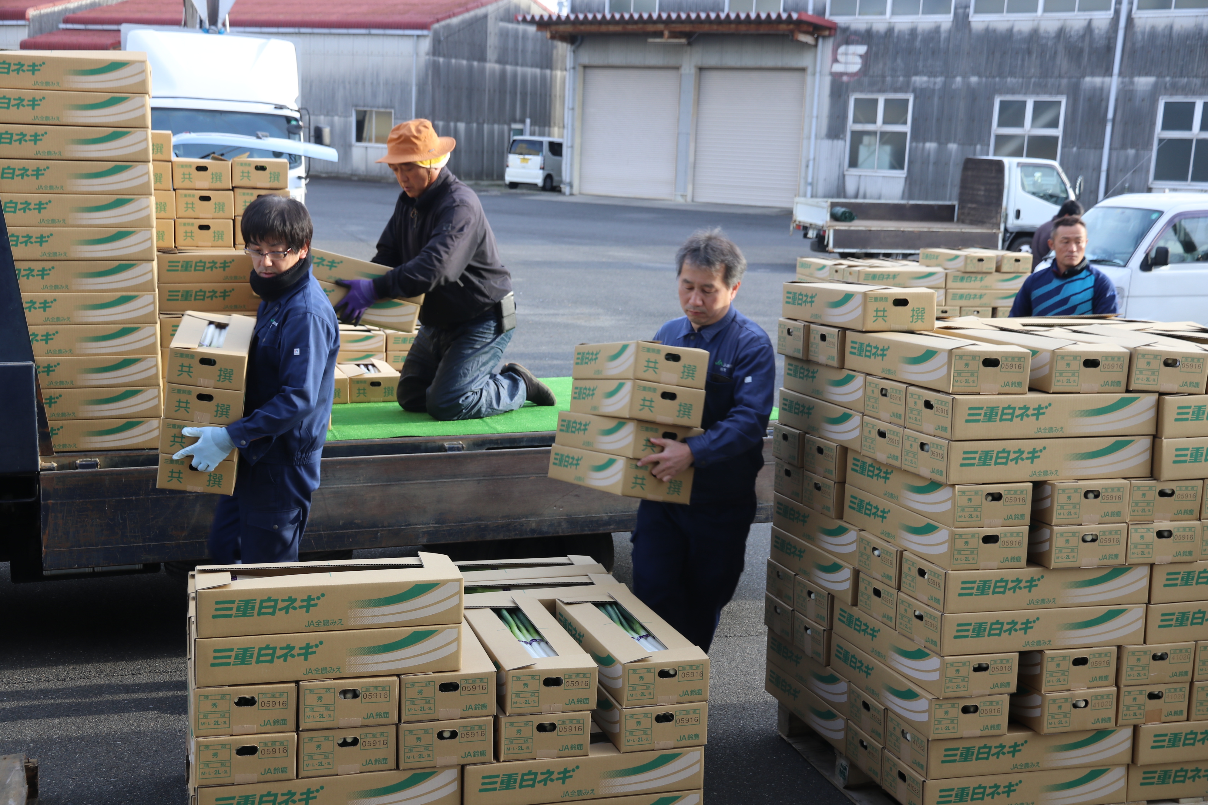 ュ 翌日出荷 JA鈴鹿良質白ネギ出荷ピークを迎える – JA鈴鹿