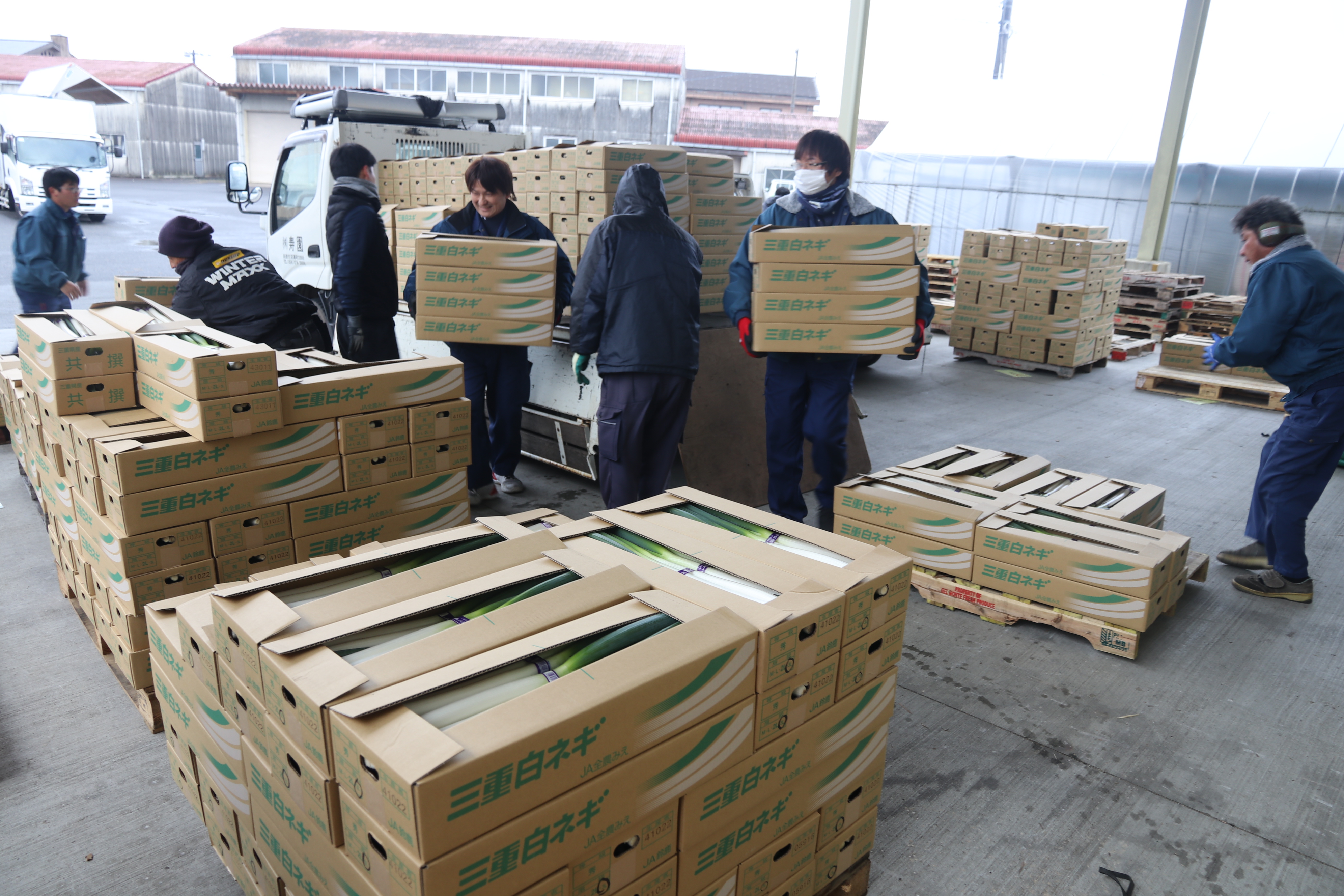 JA鈴鹿鈴鹿の白ネギ 出荷最盛期を迎える – JA鈴鹿